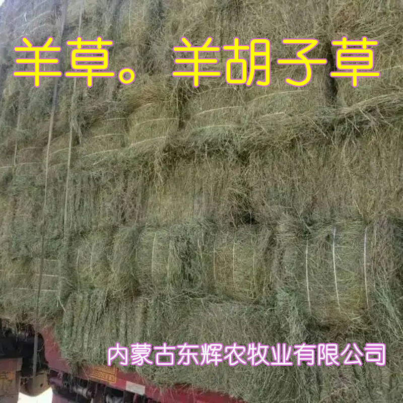 羊草/羊胡子草