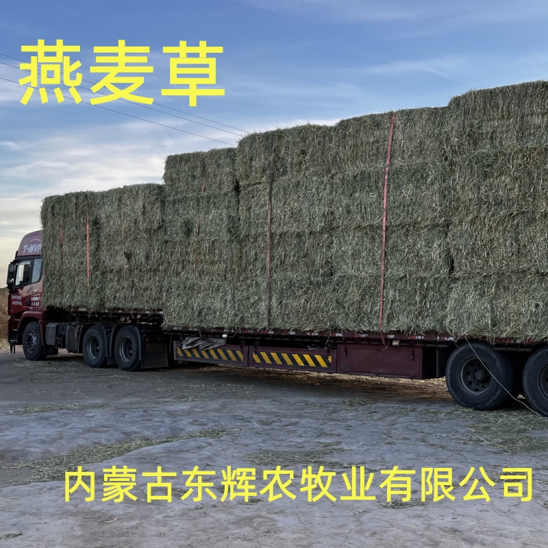 燕麦草